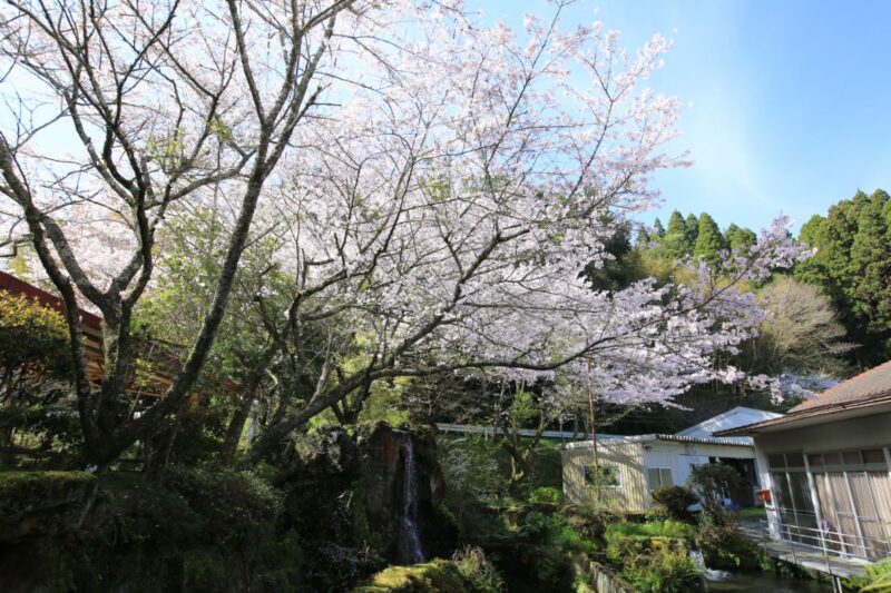 桜｜宮崎県えびの市の鯉料理加久藤温泉