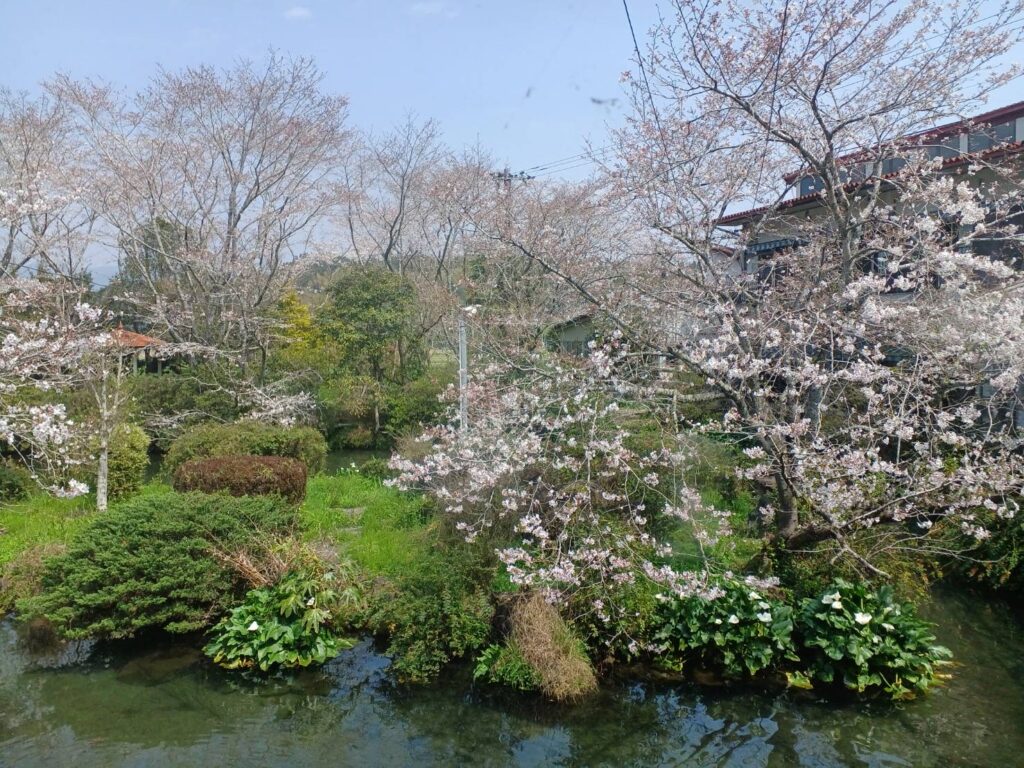 桜｜宮崎AC県えびの市 加久藤温泉