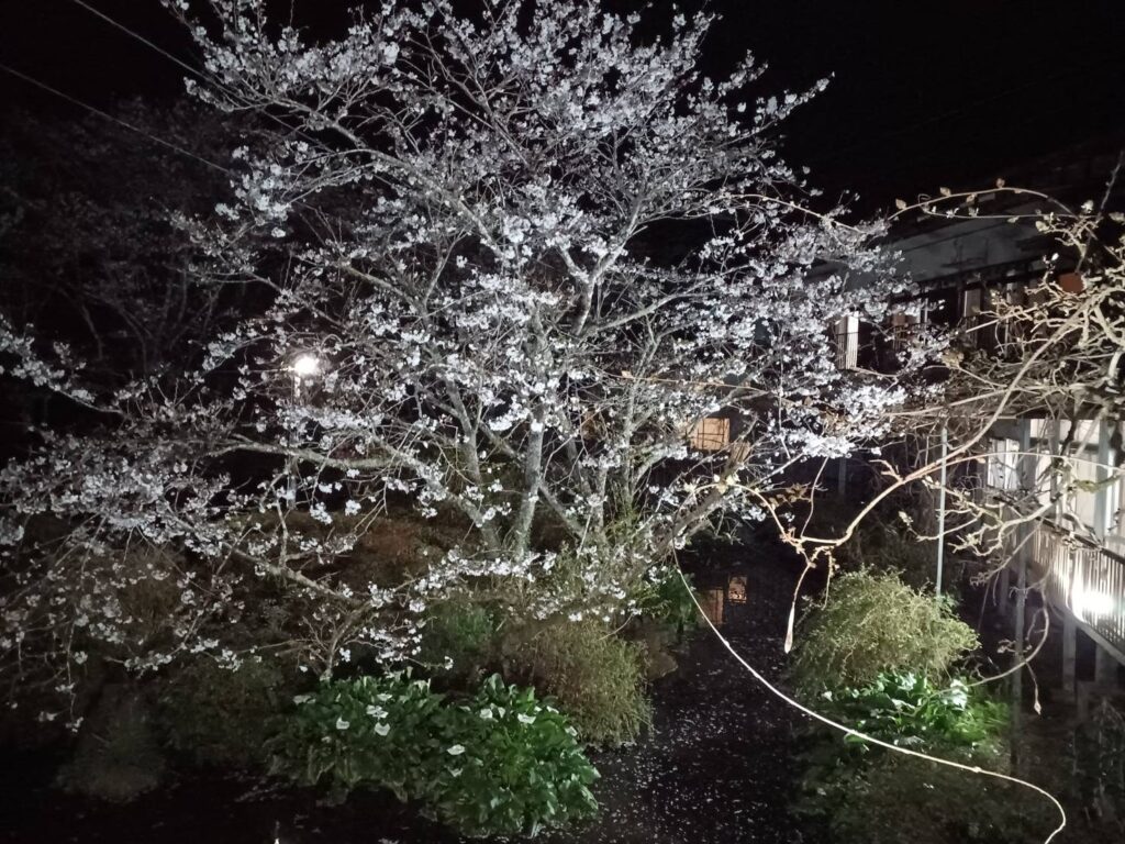 夜桜｜宮崎AC県えびの市 加久藤温泉